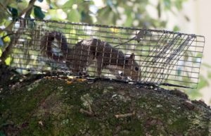 Squirrel caught in a cage trap