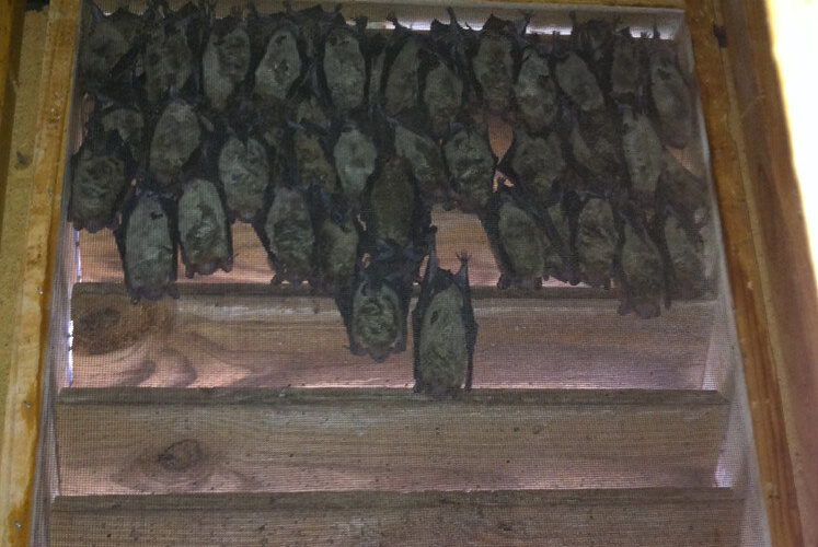 Large group of bats in vent of attic