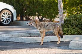 Coyote Parking Lot