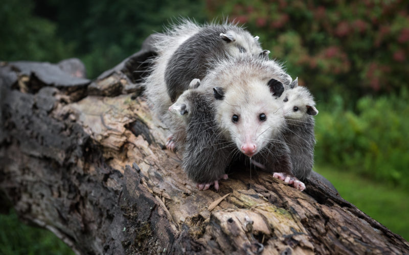 Are Opossums Dangerous? Separating Fact from Fiction