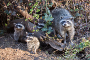 Raccoon (Procyon lotor) family eating berries. San Bruno Mountain State Park, San Mateo County, California, USA.