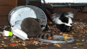 Raccoon and skunk digging through tipped garbage can
