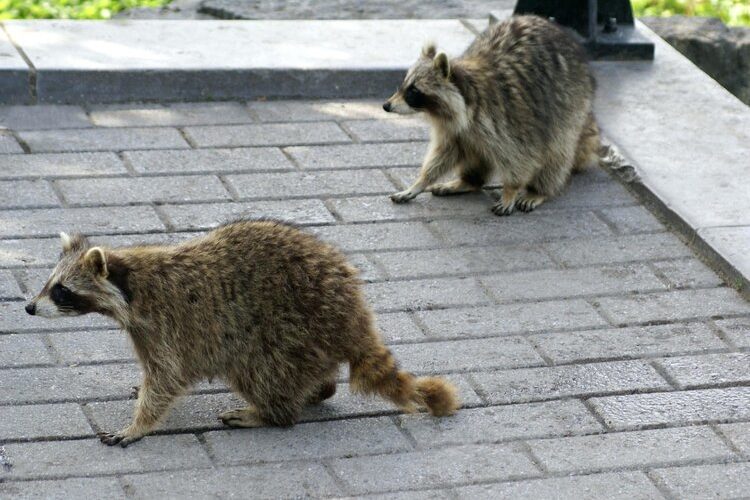 2 raccoons on brick walkway