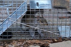 Squirrel caught in a live trap