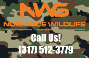Niusance Wildlife Services Call Us! (317) 512-3779
