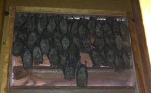 Large amount of bats in a vent