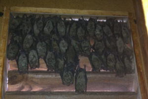 Large amount of bats in a vent