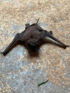 Black bat crawling on ground