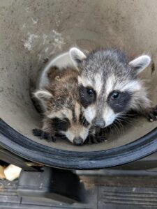 Two baby raccoons in a bucket