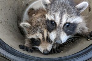 Two baby raccoons in a bucket