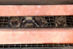 Four bats resting in a vent