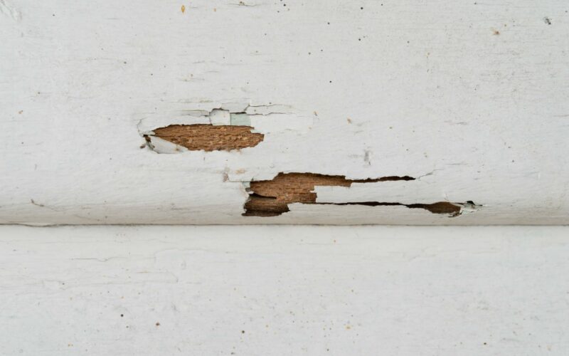 Termite damage in a wall