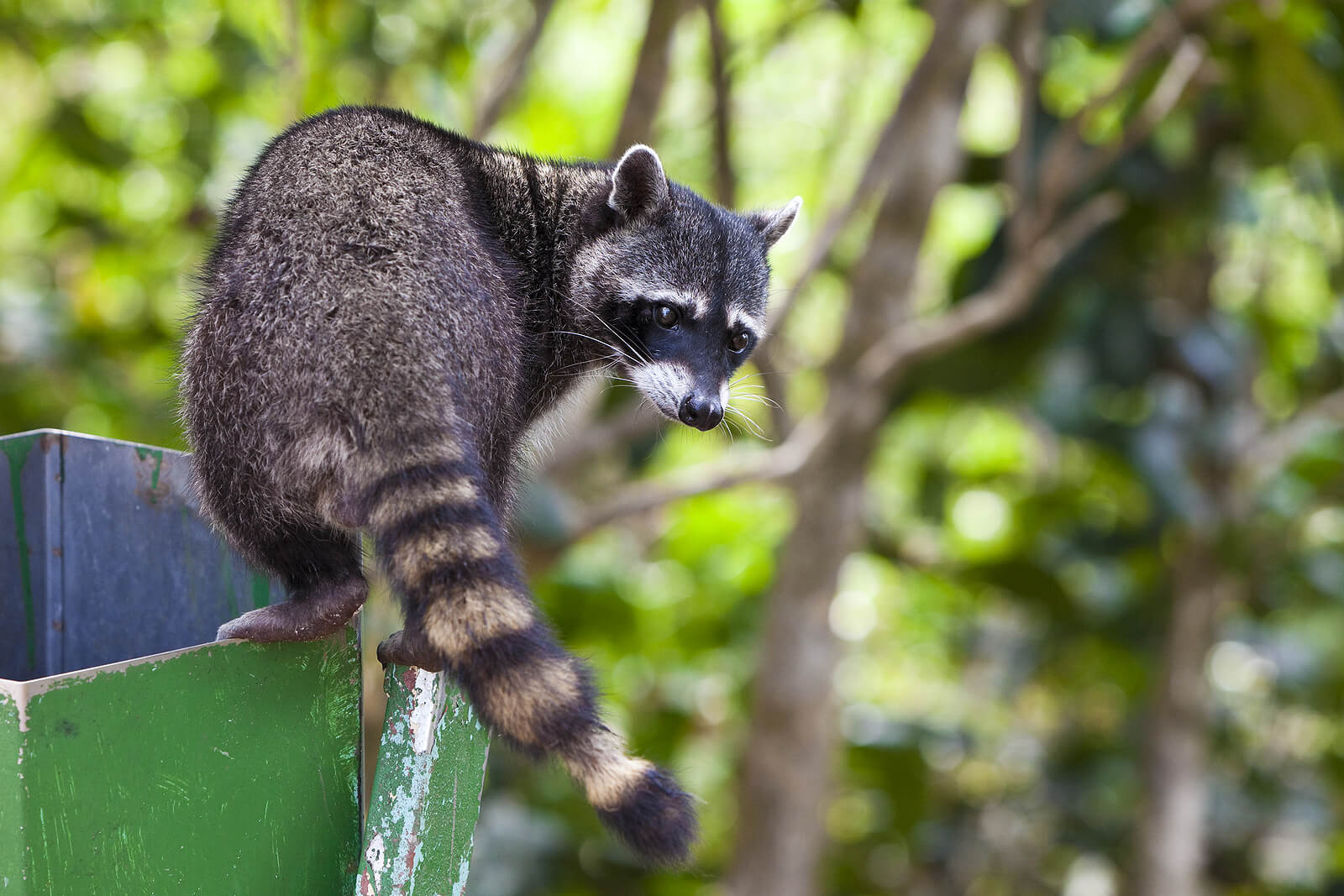 Raccoons: A Delicate Balancing Act